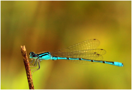 Acanthagrion temporale mâle,  Blue-sided Wedgetail